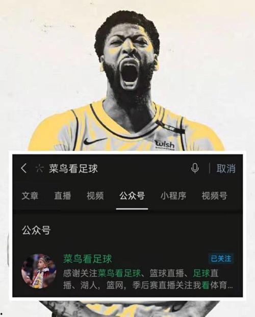 篮球火八哥高清在线播放,激情对决，高清盛宴再现