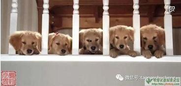 神犬巴迪1免费观看,免费观影，忠诚与勇气的冒险之旅