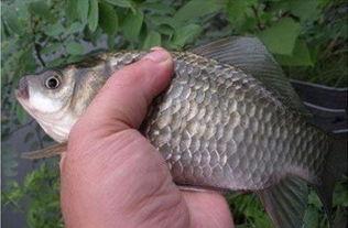 草窝钓鲫鱼视频,揭秘自然水域中的垂钓技巧与乐趣