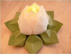 纸睡莲视频,梦幻般的植物艺术演绎